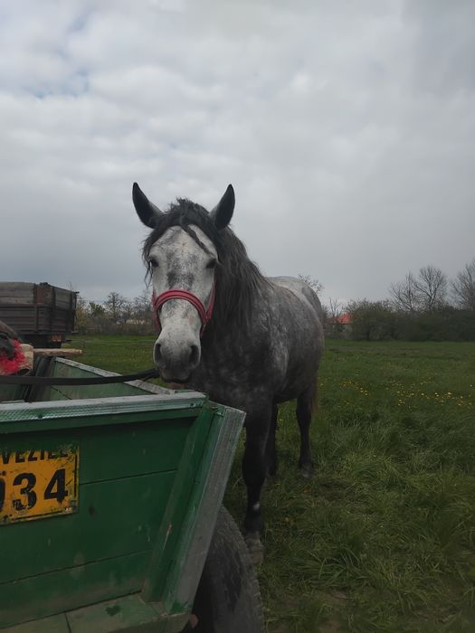 Vând iapă sura vîrta 3 ani gestantă