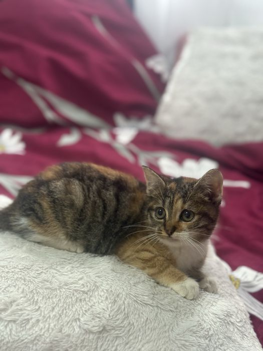 Donez Pui de Pisica , Rasa Europeana , Varsta 2 luni