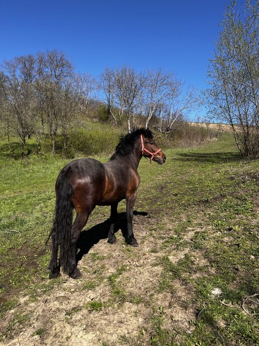 Vând mânză de 2 ani si 3 luni