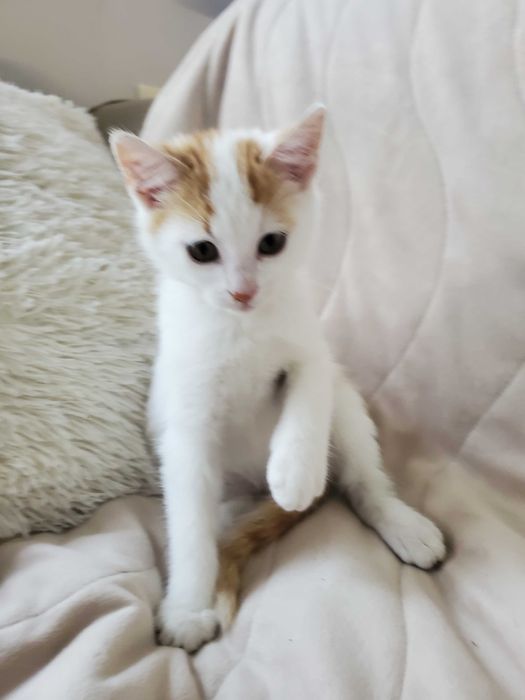 Очарователно рижо-бяло котенце търси дом.