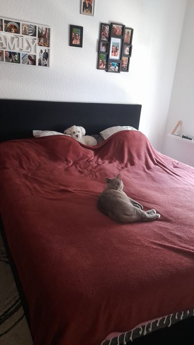 BRITISH Shorthair..