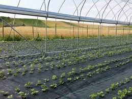 Folie Agrotextil.Densitate 100 gr/mp.Grosime 0.5 mm.Tratata UV.