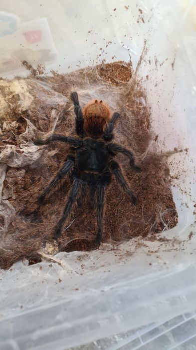 Tarantule de vânzare