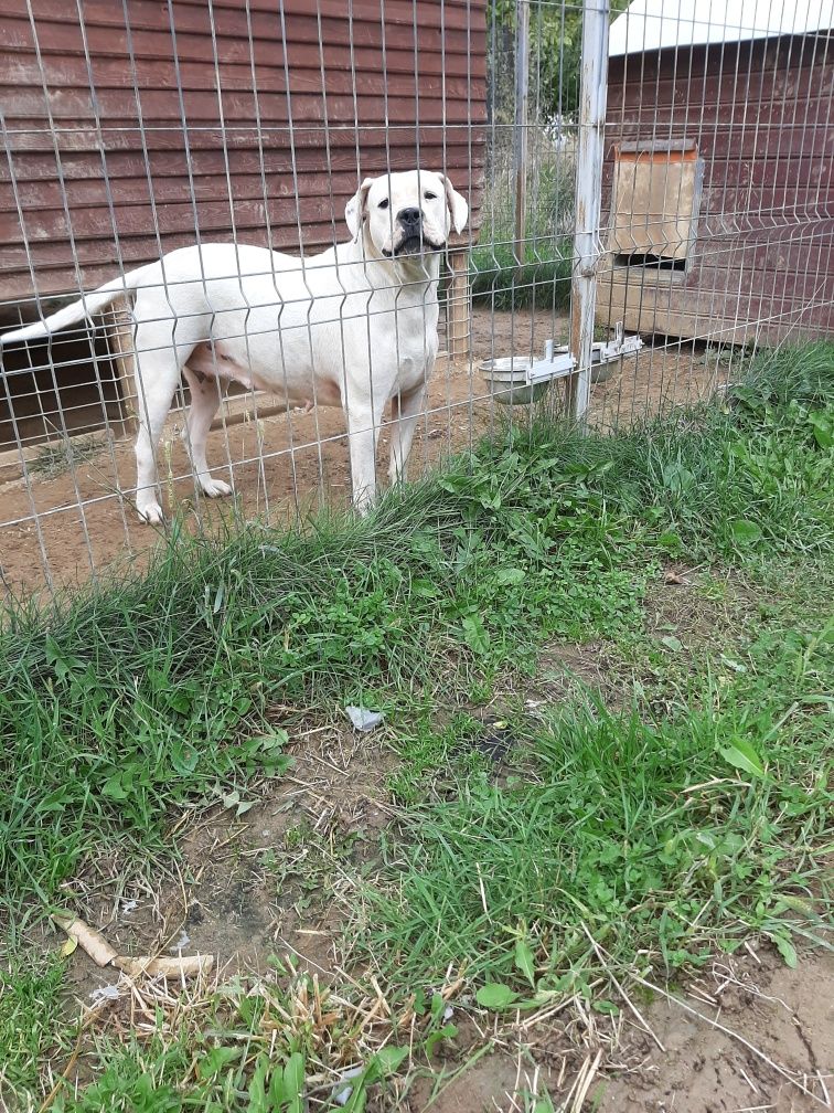 dog argentinian pedigree