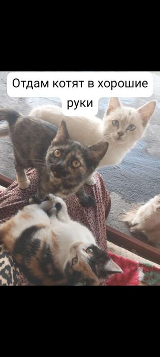 Отдам катят в хорошие руки