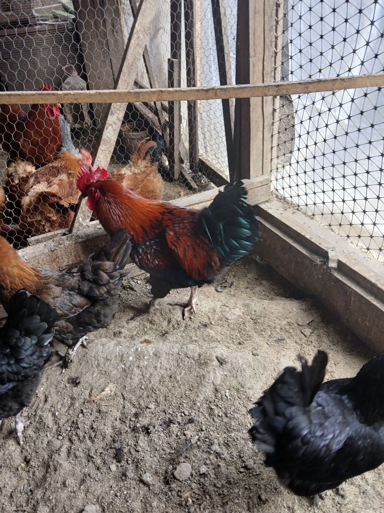De vânzare familie gaini Marans 5+1