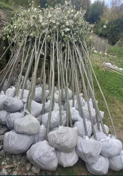 Mesteacăn alb, Tei, Arțar, Platan și Catalpa - Alege diversitatea