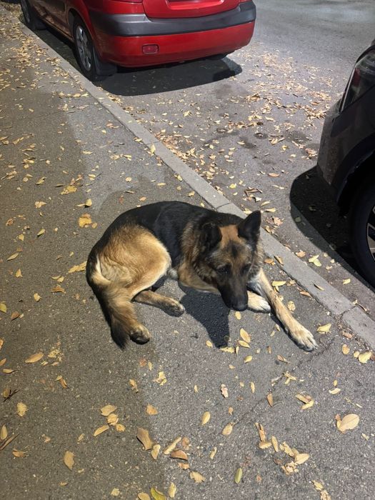 Найдена немецкая овчарка