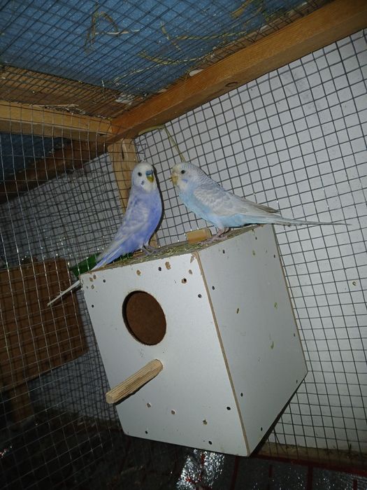 Twyyir ishlab turgan popugaylar sotiladi sog'lom