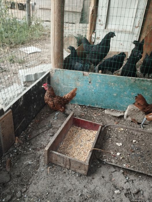 Золотой сбрайт хурозлари сотувда 4дона