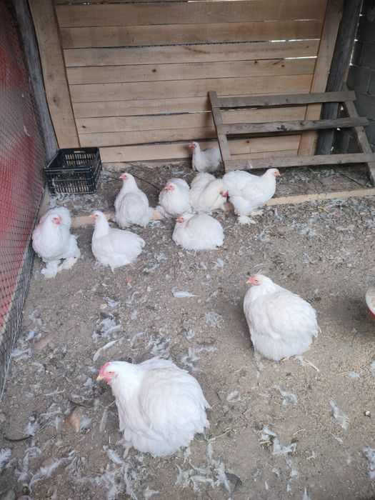 Cochinchina uriaș alb tineret!