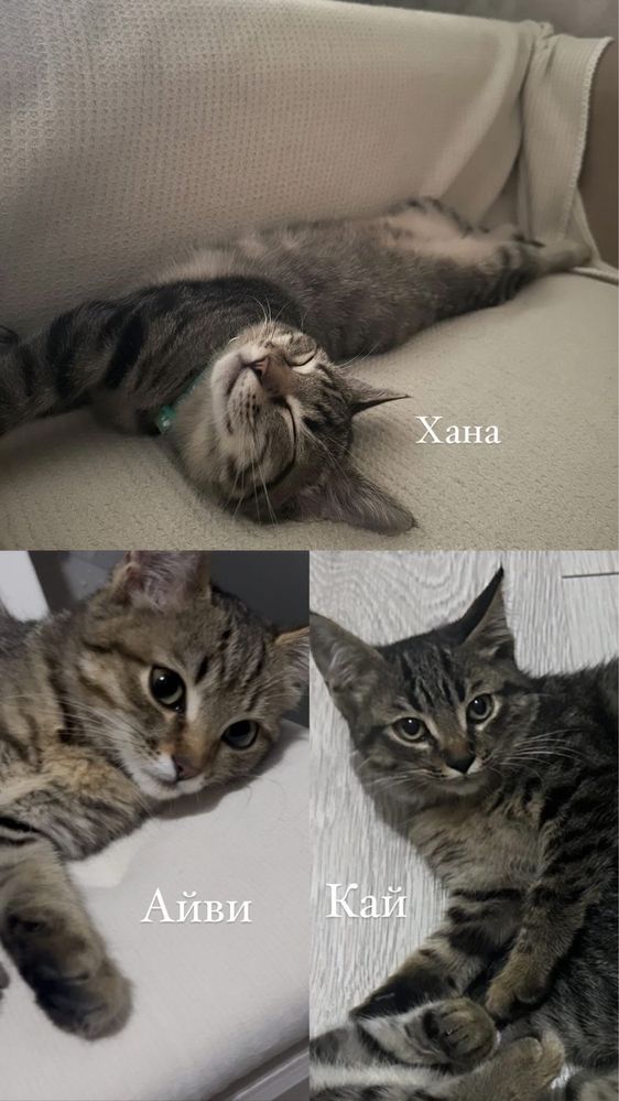 Отдаем котенка сладкую булочку Хану