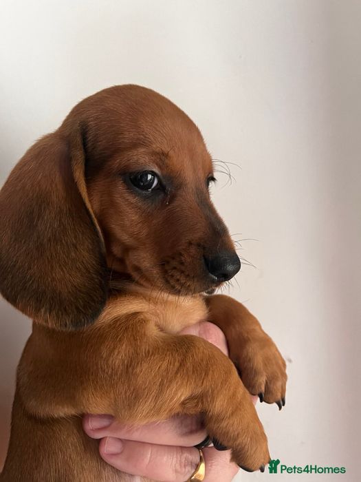 Teckel 2 luni superb