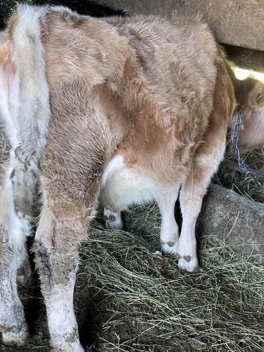 Doua vitele de 7 luni