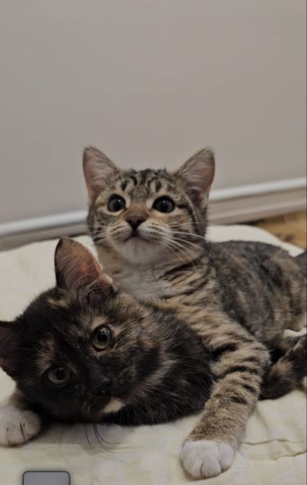 Отдам котят в добрые руки