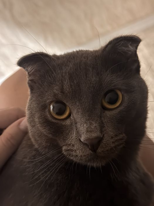 Отдам котика! Очень послушный! Не гадил никогда! Чистый