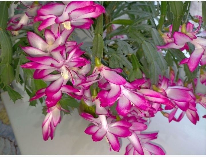 Продам декабрист шлюмбергера розовый