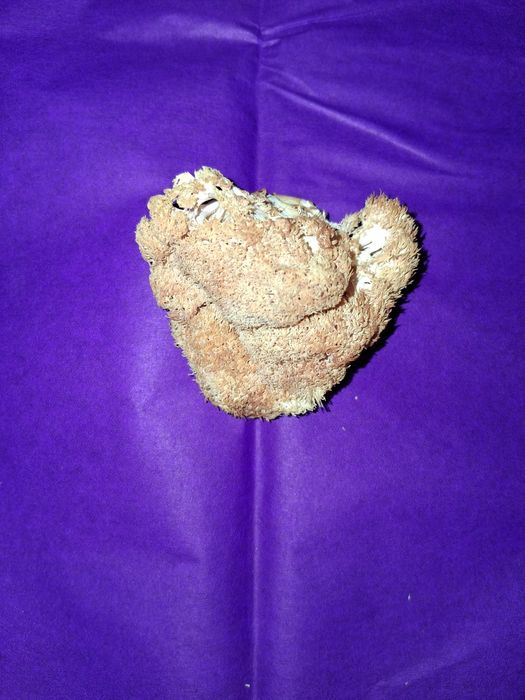 Ciuperci Coama Leului - selecționate, deshidratate