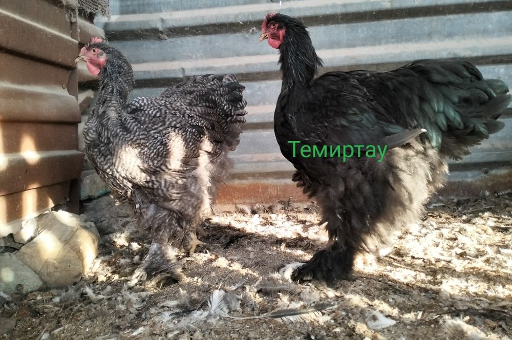 Чистокровный Кохинхин