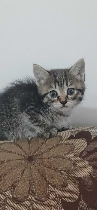 Отдам котят в хорошие руки