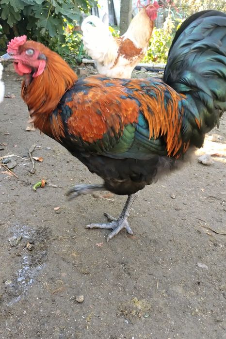 Cocoși de rasă de vânzare