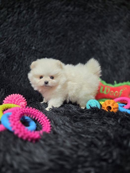 Pomeranian fetita tip boo