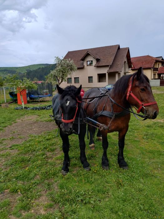 Se vinde iapă de 6 ani
