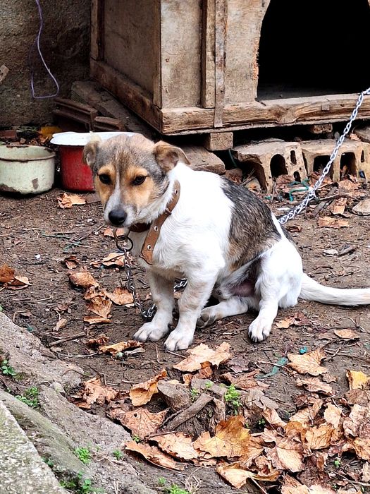 Кученце търси нов дом
