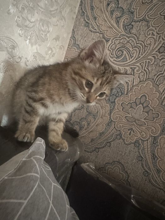 Ищу самую любящую и серьезную семью !