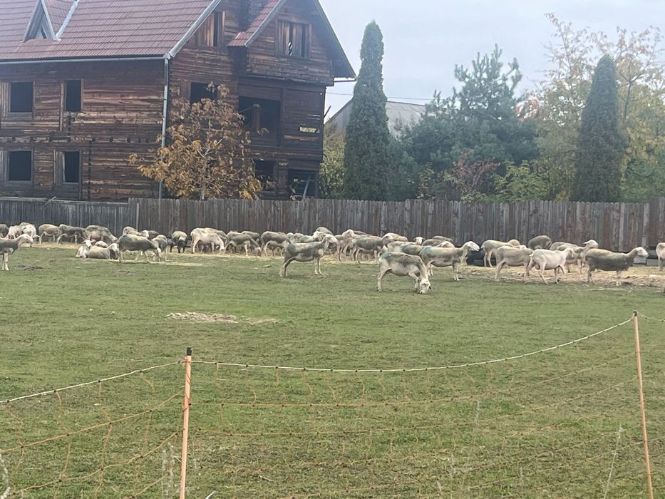 Oi Lacaune de vânzare