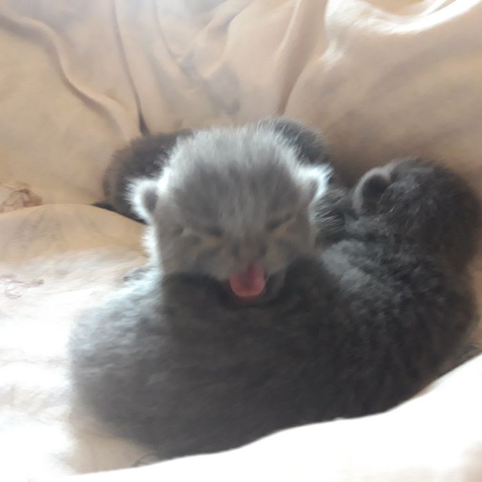 Бронирование котят, котята британцы, осталось 3 девочки