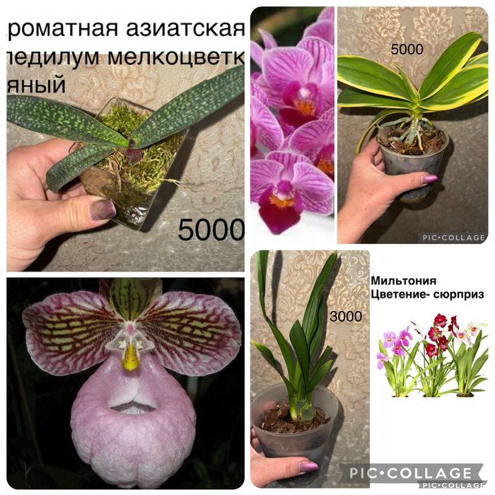 Орхидеи Пафиопедилум,Мильтония