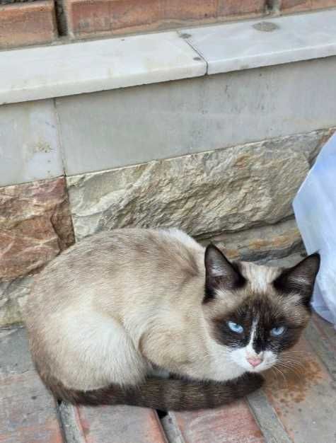 Подарю сиамскую кошечку