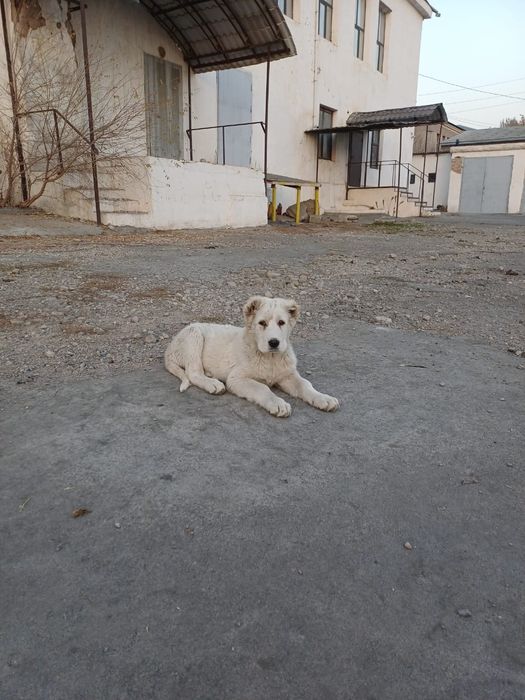 Төбет Кушіктер сатылады