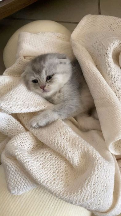 Scottish Fold Chincilla
