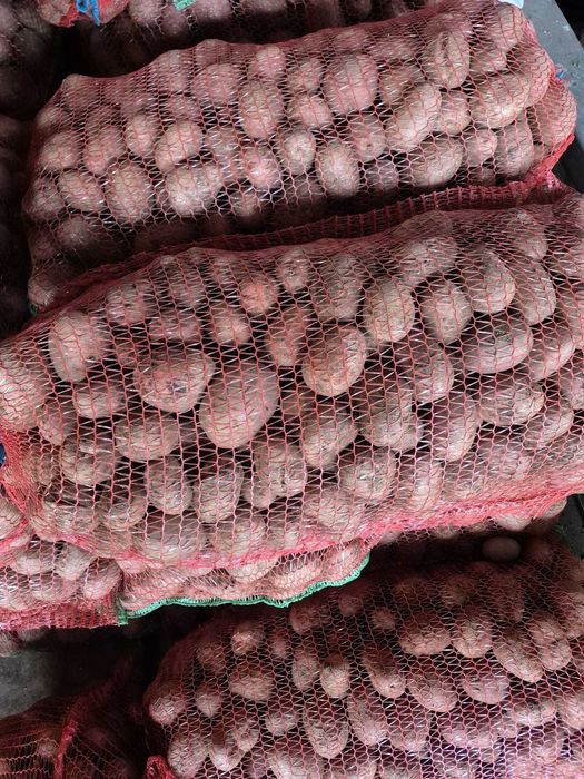 Vânzare cartofi din producție proprie