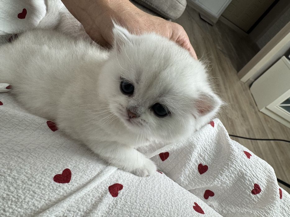 Британская девочка