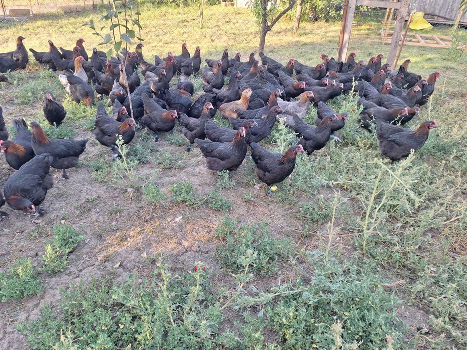 Marans femele tineret 2025