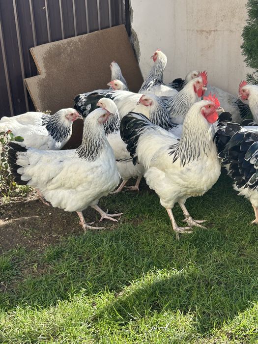 Cocosi sussex de vanzare