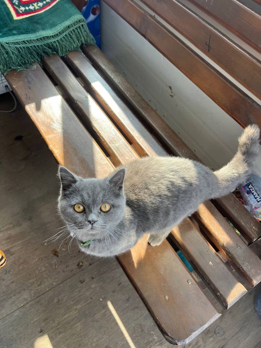 Britan mushuk sotiladi