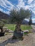 Plante ornamentale ce înfrumusețează orice curte sau grădină