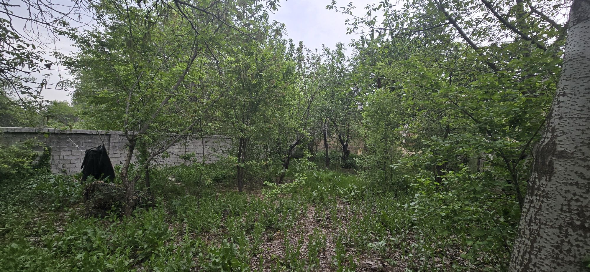 Дача сотилади 6 сотих