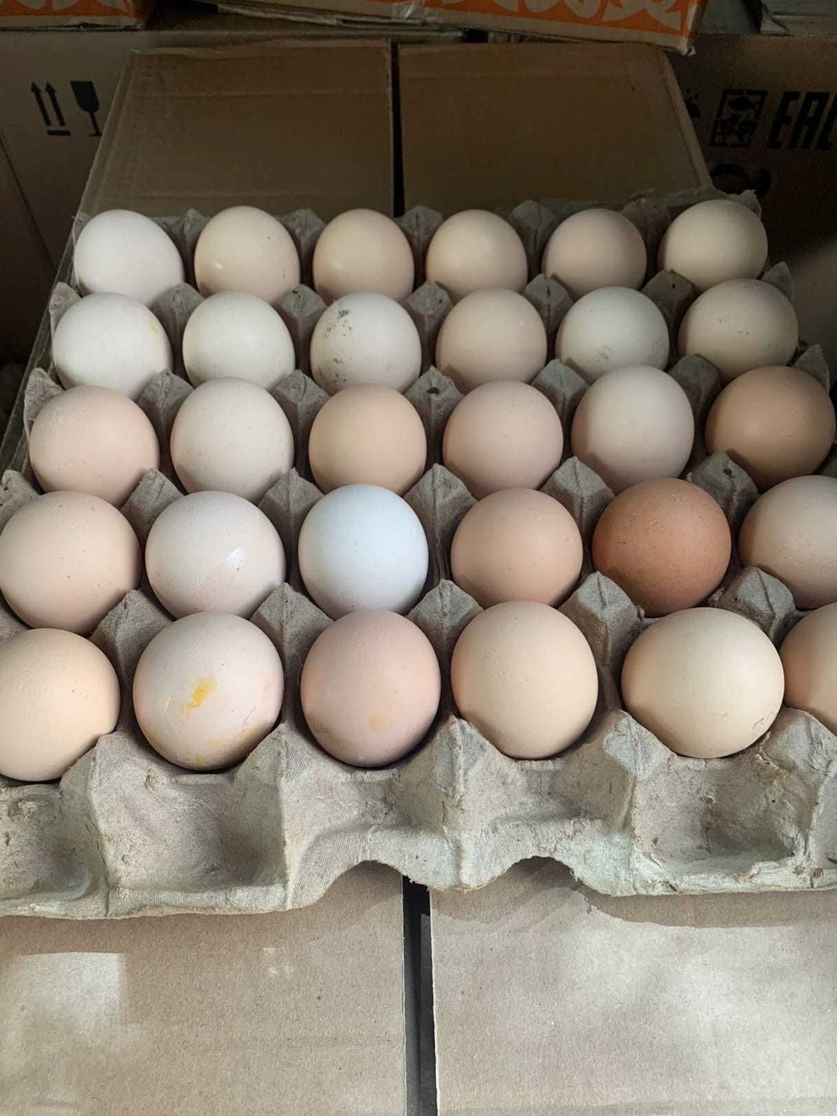 Домашние яйца куриные яйца тауык жумырткасы