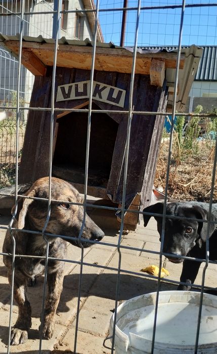 URGENT Câini pentru donat pentru că vine frigul și nu am adapost