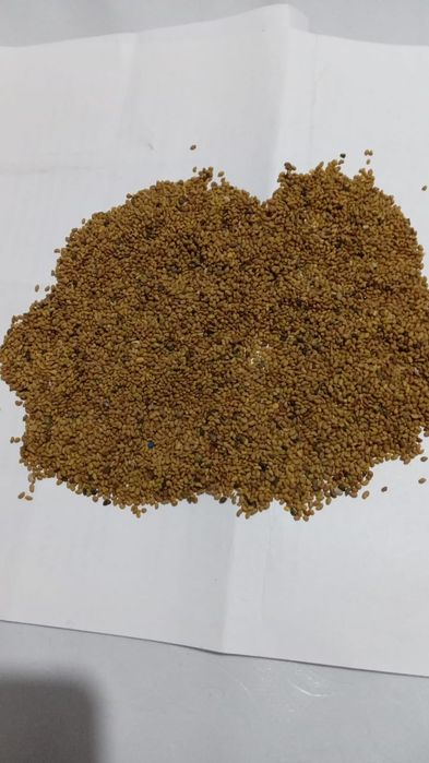 продаётсясемена клевера