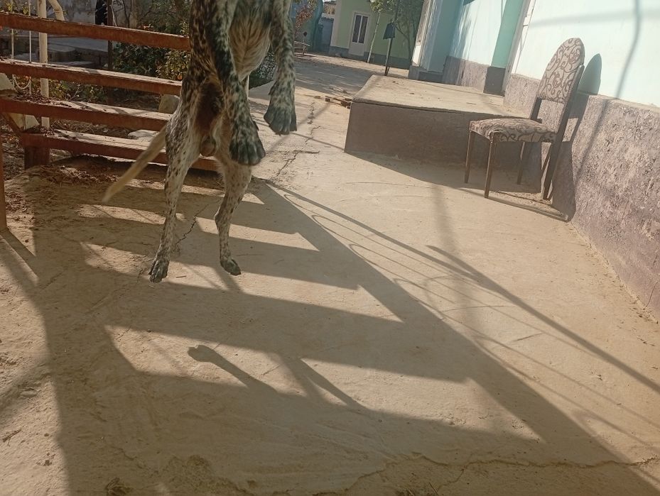 Dalmatin it sotiladi 500.000