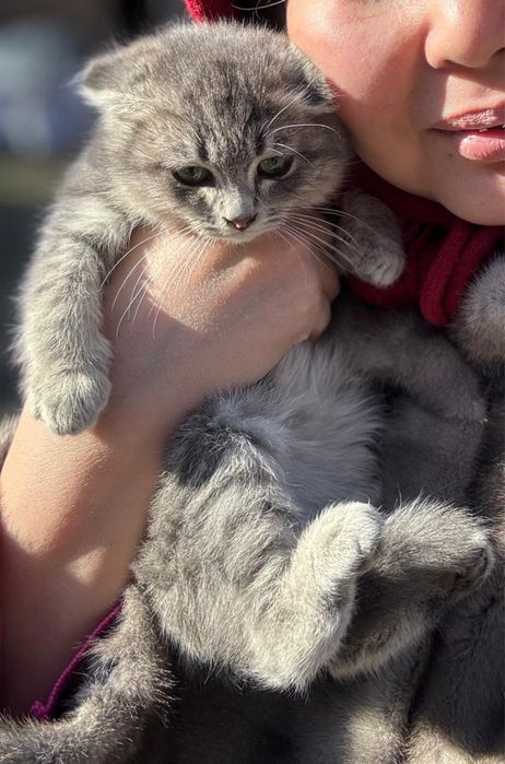 Продаем кота вислоухий. Приучен к латку.