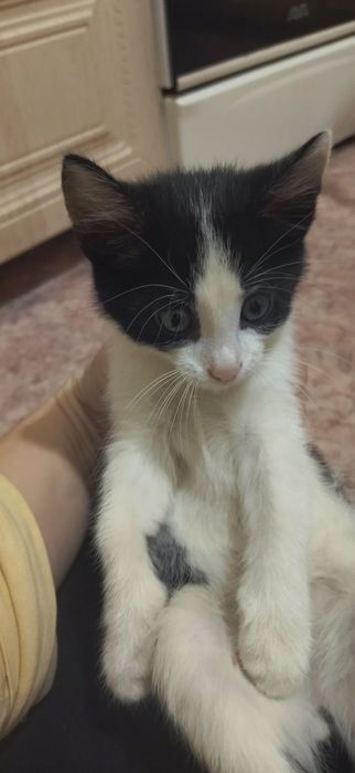 Отдам котенка (мальчик)