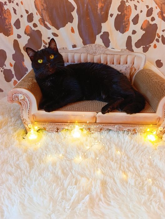 Отдам кошку в добрые руки