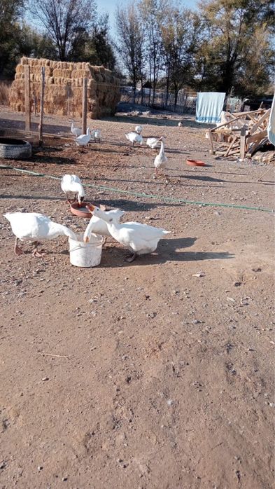 Продам гусей домашние